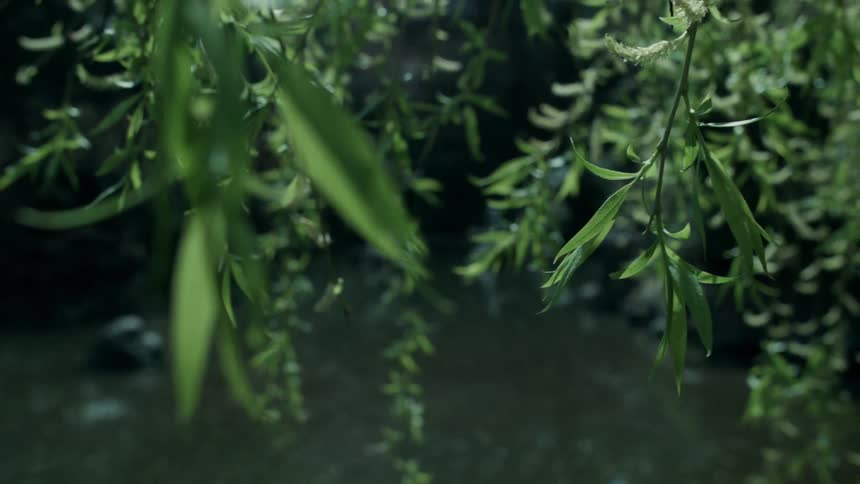 Branches with green leaves hang from a tree