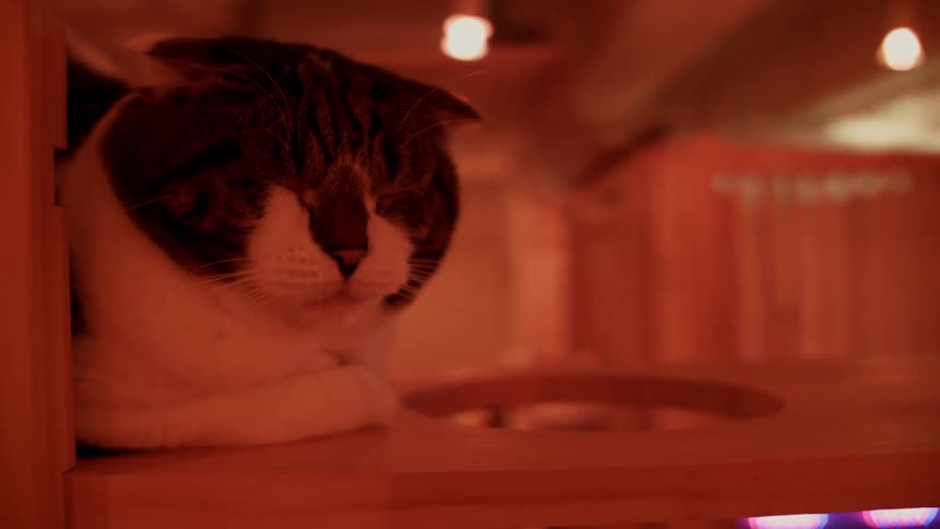 A cat inside a wooden box takes a nap