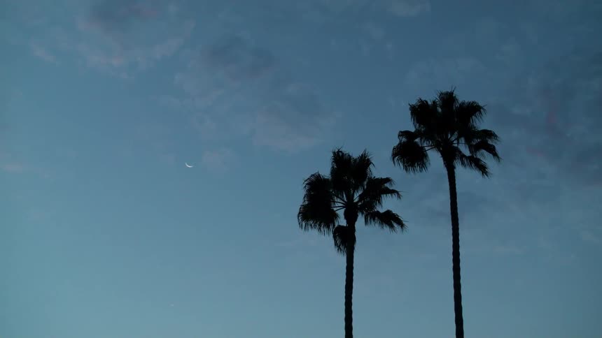 The sky is full of clouds and two very tall palm trees