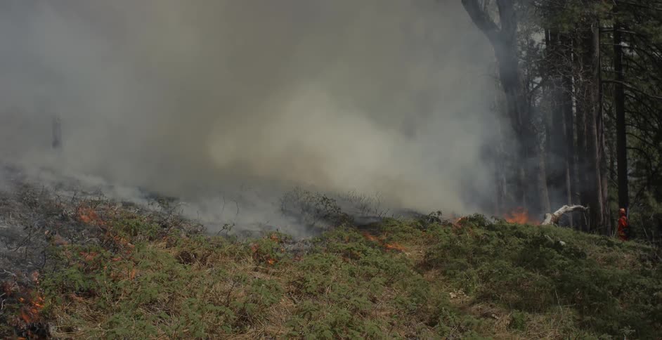 The grass is on fire in the forest causing massive amounts of smoke
