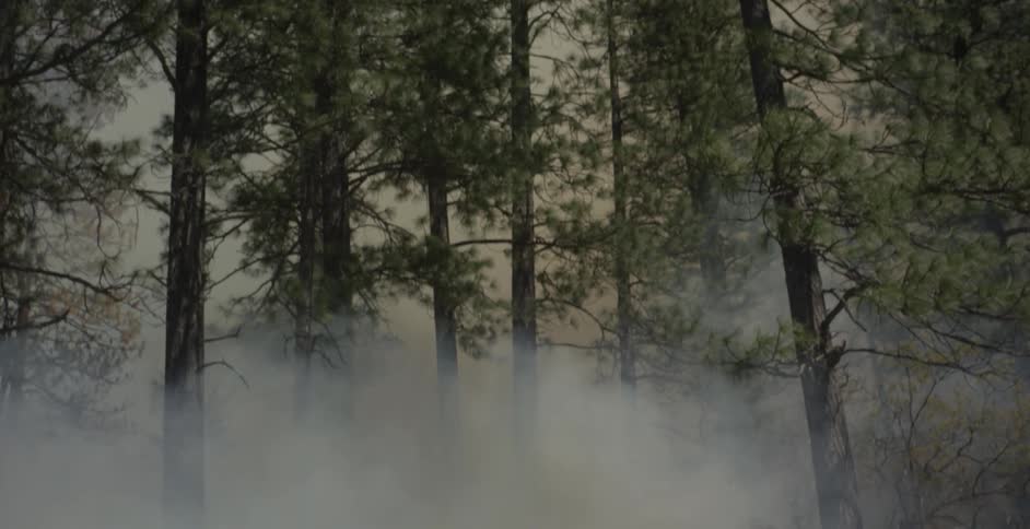 Smoke billows around trees in the forest