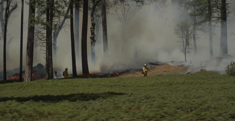 Smoke rises in a forest of trees