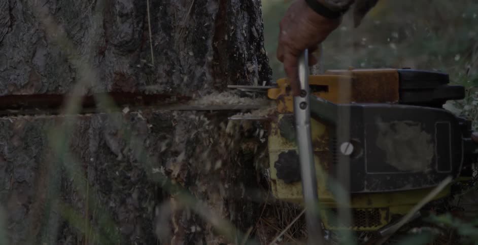 A person is using a chainsaw to cut down a tree