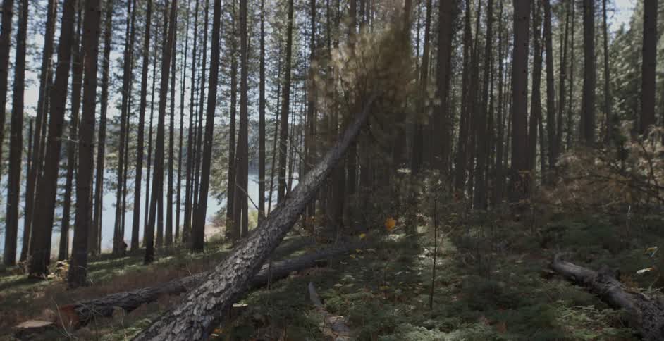 A pine tree that has been cut is falling in a forest during the day