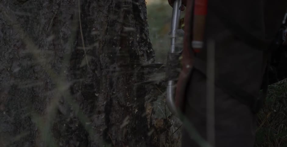 Heavy machinery cuts a tree