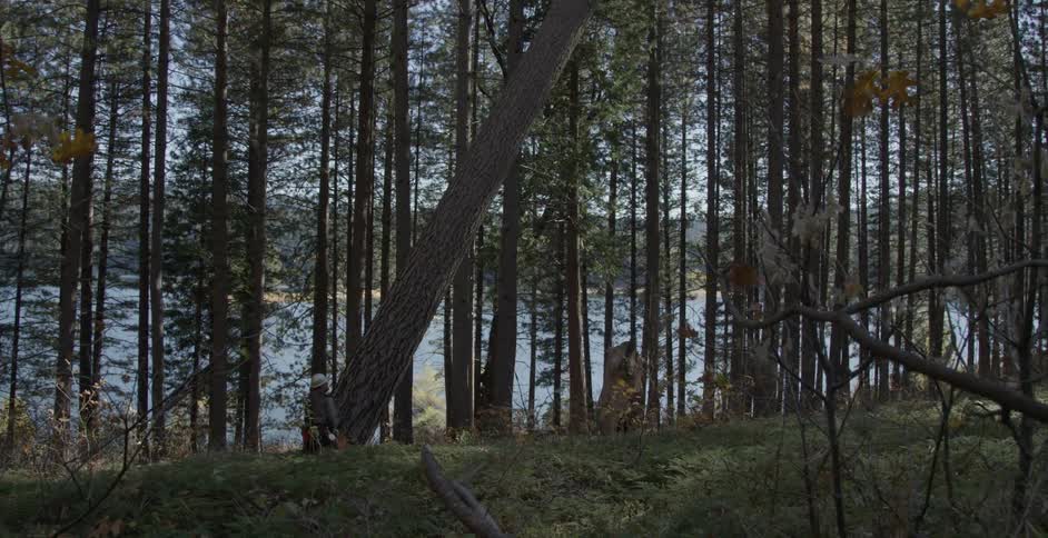 A worker finishes cutting down a tree which lands