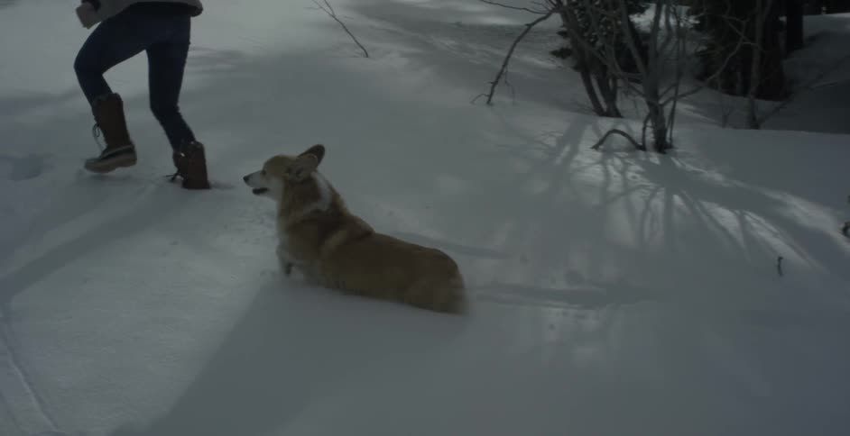 The dog chases behind the woman in the snow