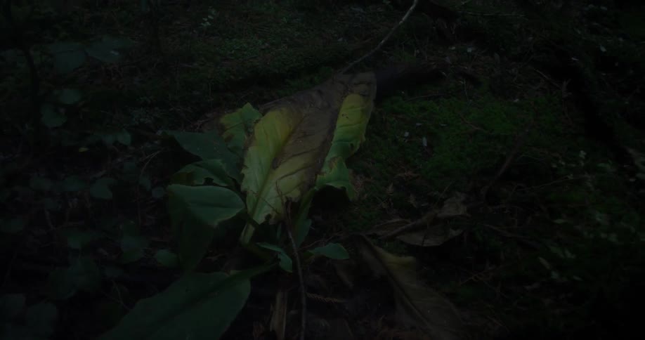 A plant grows on a mossy forest floor