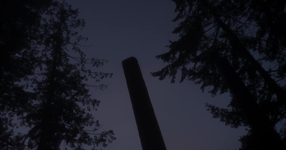 The wind blows the branches of the trees at dawn