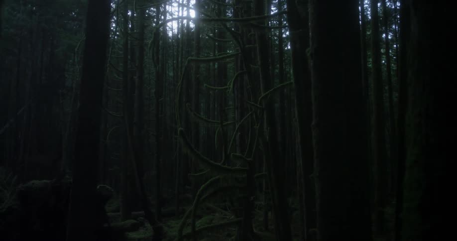 Trees stand tall in a forest