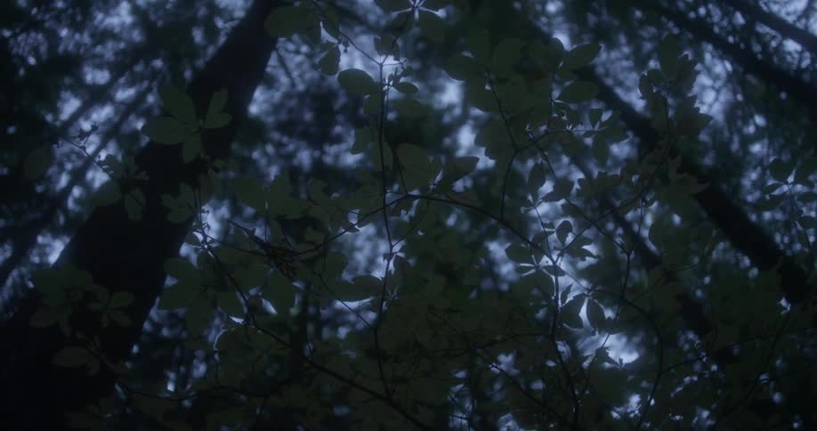 Forest of trees stand tall under a cloudy sky