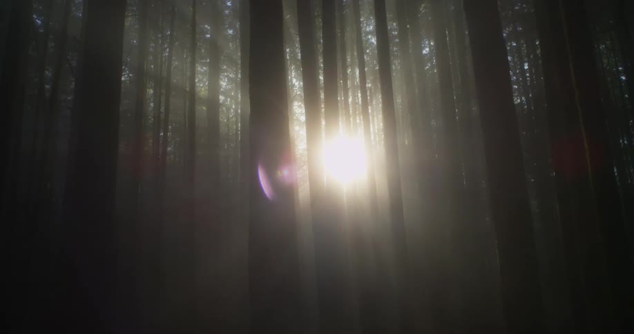 The sun is peeking through trees during the day