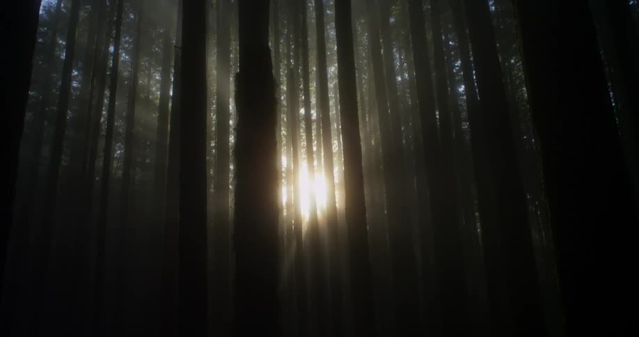 The dark woods has some sun shining in