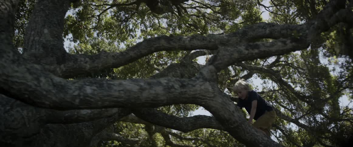 A child is climbing high in the tree