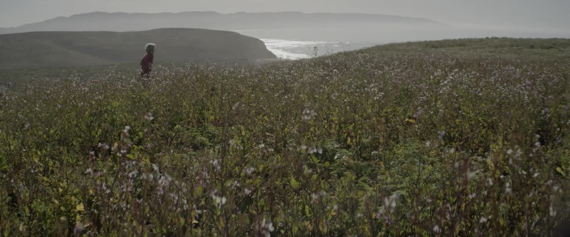 Boy runs through a field of flowers