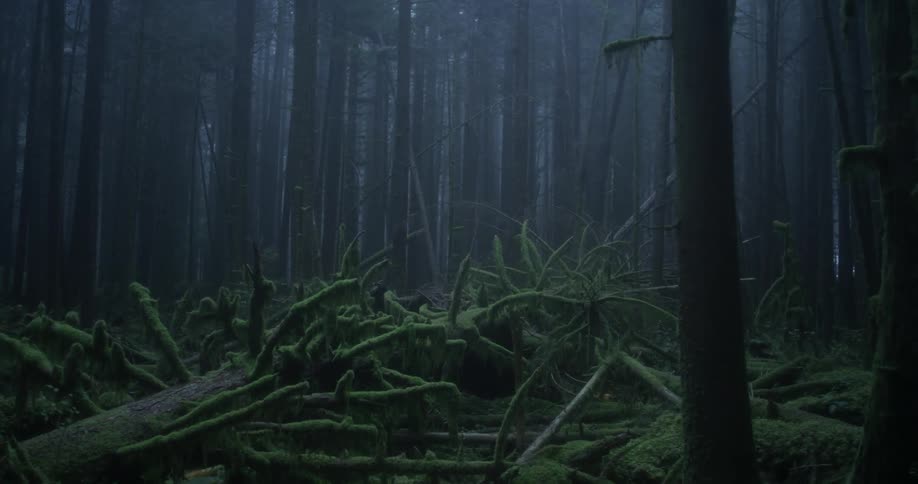 A moss covered tree lies on a forest floor