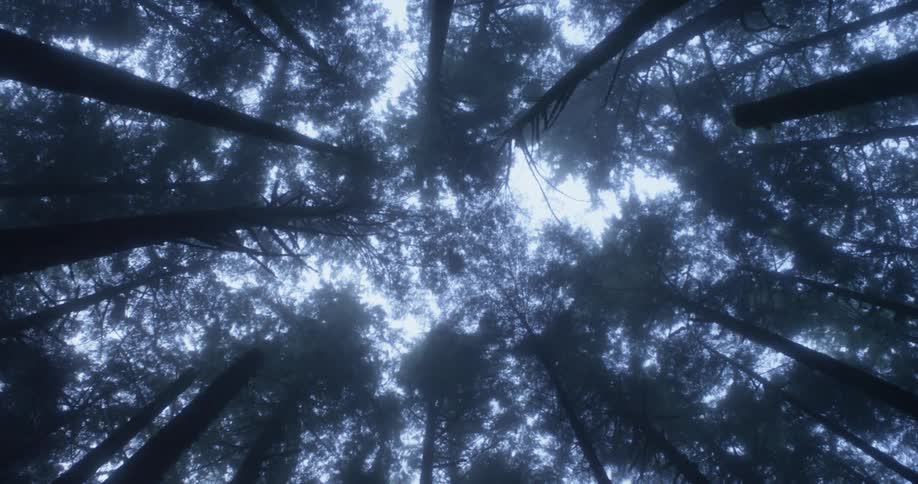 Sunlight shines through forest trees towering overhead