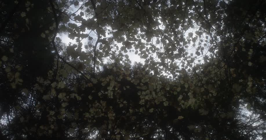 Trees in the forest sit under a sunny sky
