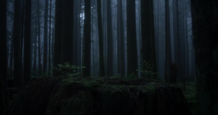 Dense forest on a cloudy day