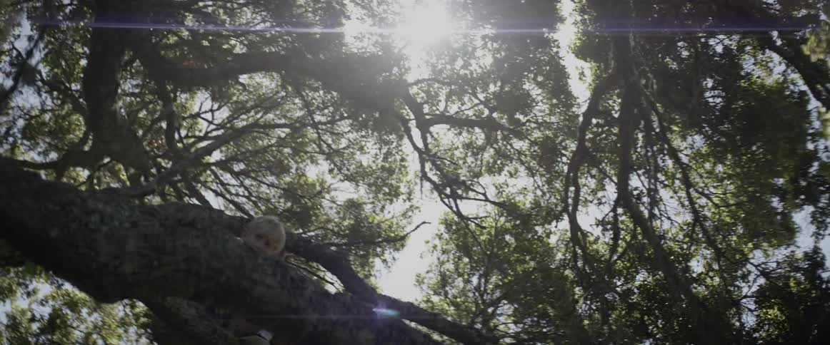 A boy sits in a tree on a sunny day