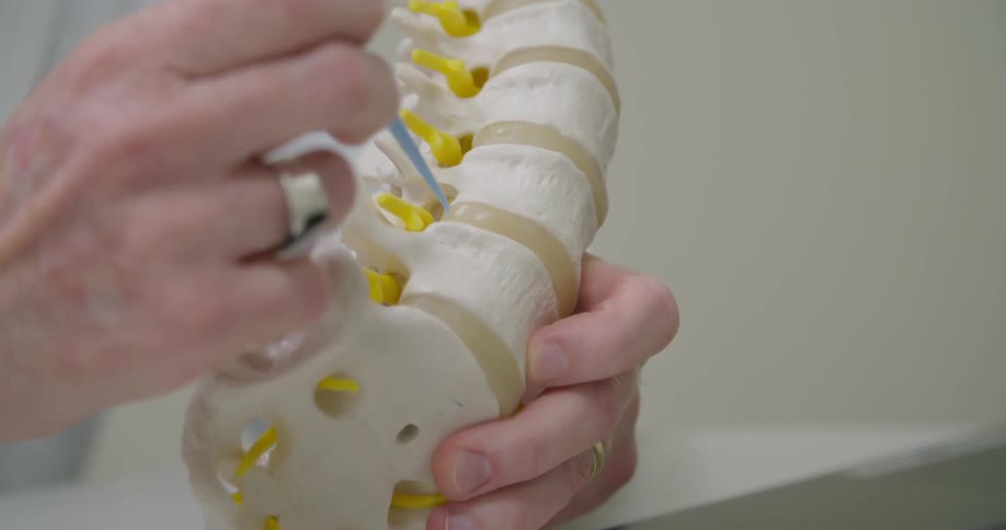 A doctor is pointing out spots on a model of the human spine