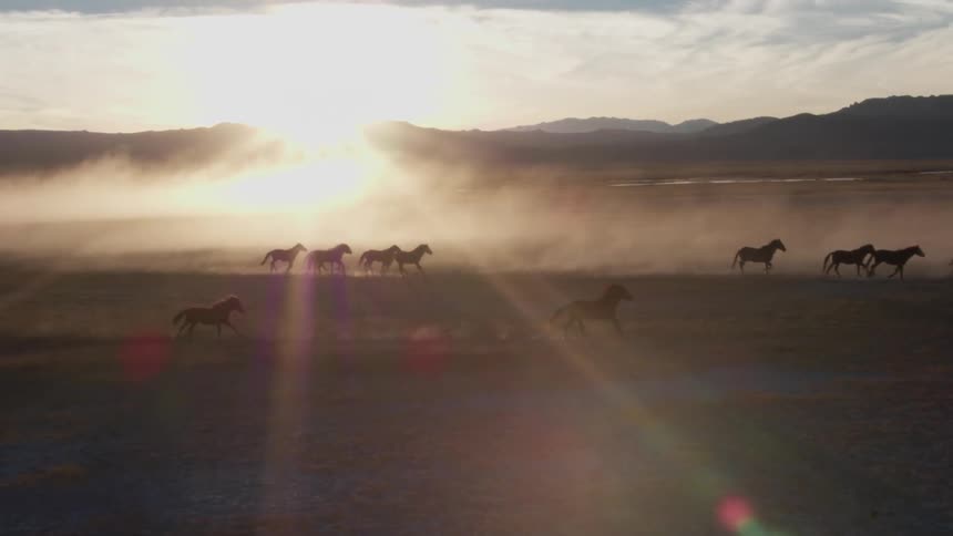 Galloping horses kick up dust at sunset