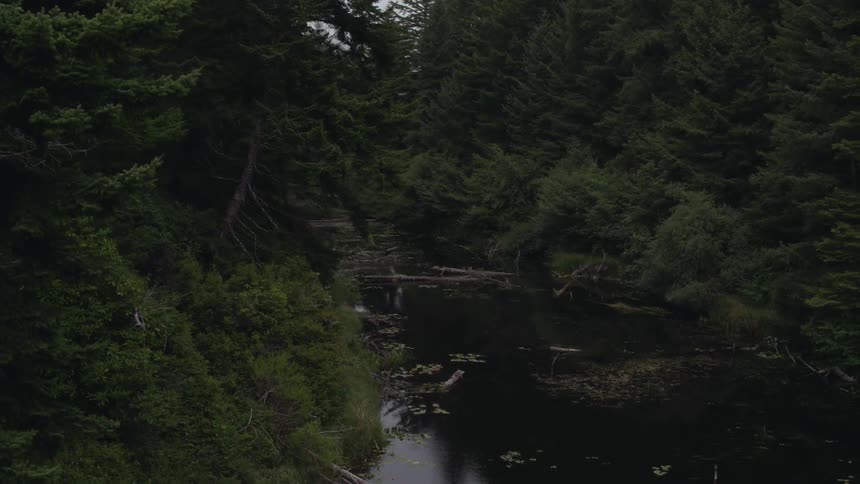 Logs and leaves float in the water of a forest pond
