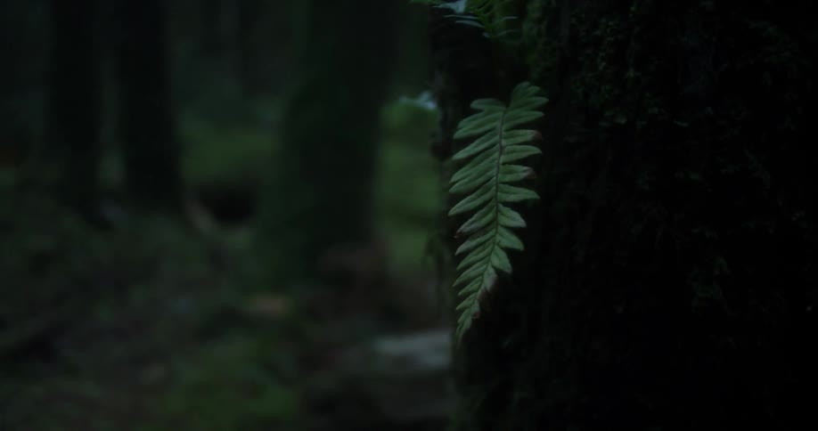 Green leaves sit in the forest