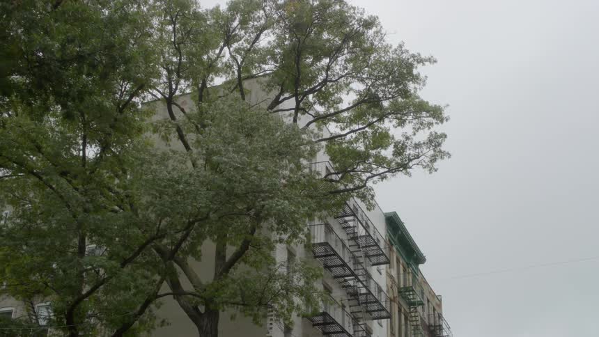 Tree sits next to a tall building under a cloudy sky