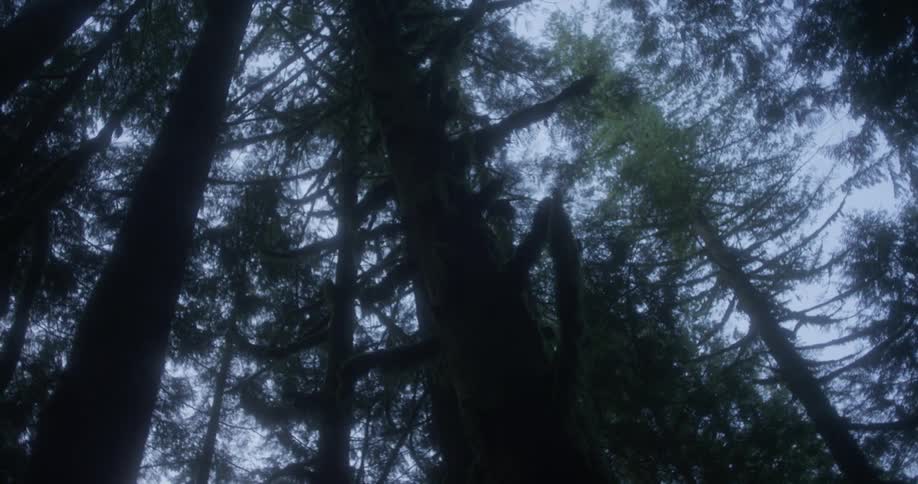 Tall trees in a forest