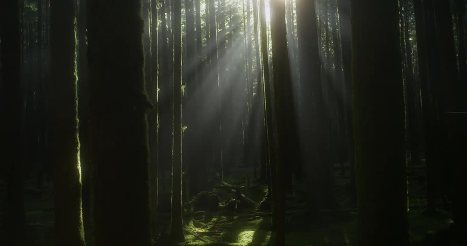 Light shining through the forest trees