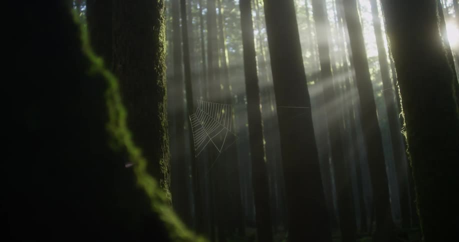 A spider web between forest trees in the sunlight