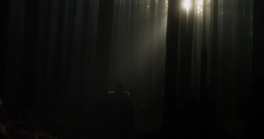 A person walks in the forest