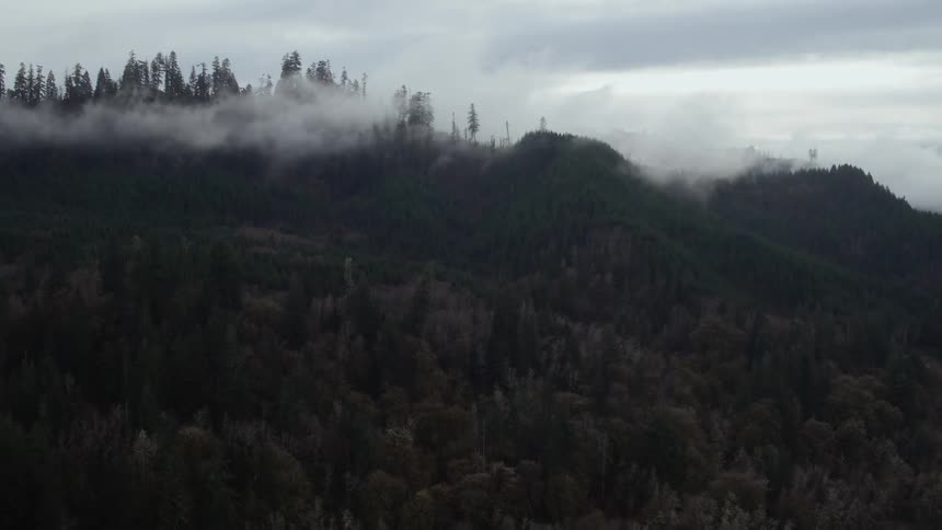 The fog is rolling over the forest on the hill
