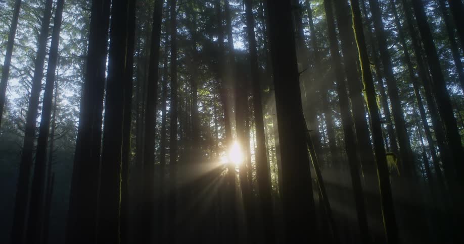 The sun is shining in through the trees