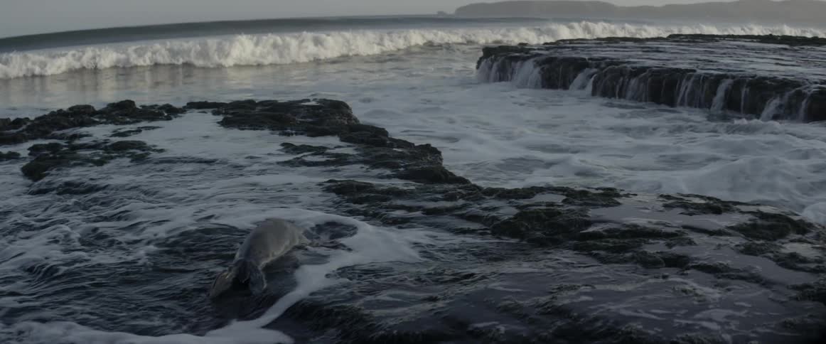 Ocean waves wash over a baby seal