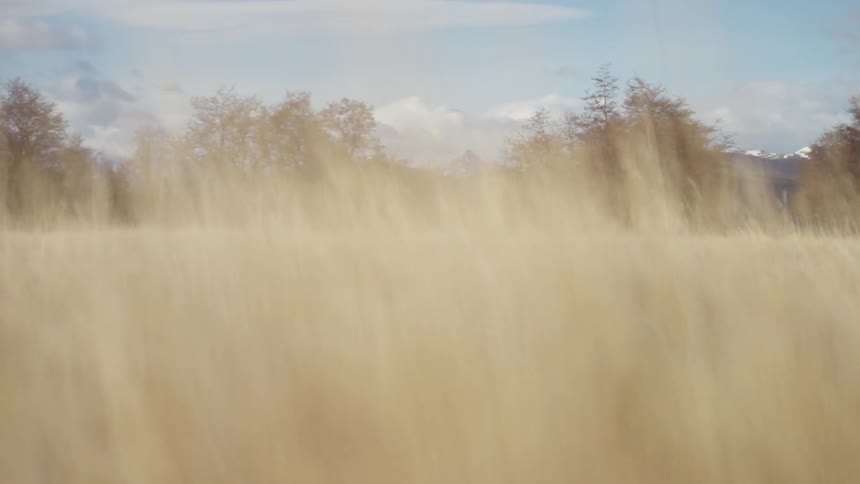 Wind blows through grass in a rural field