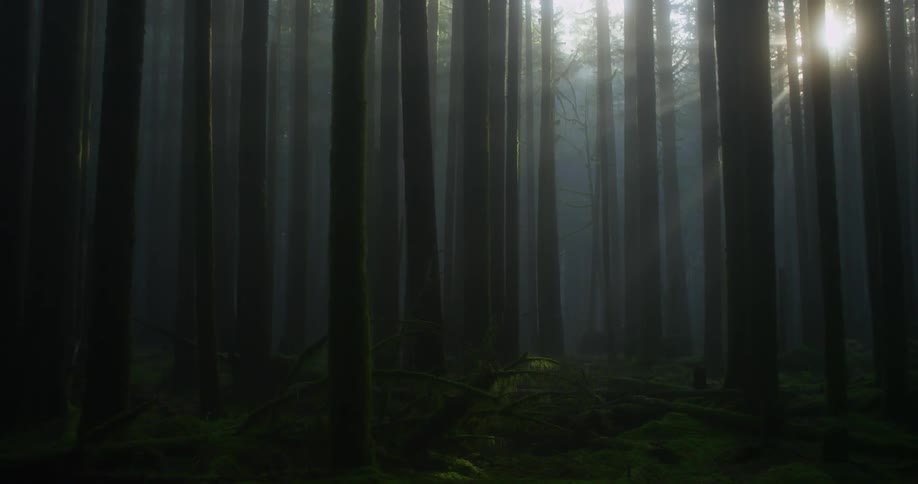 Sun shines through a dense forest