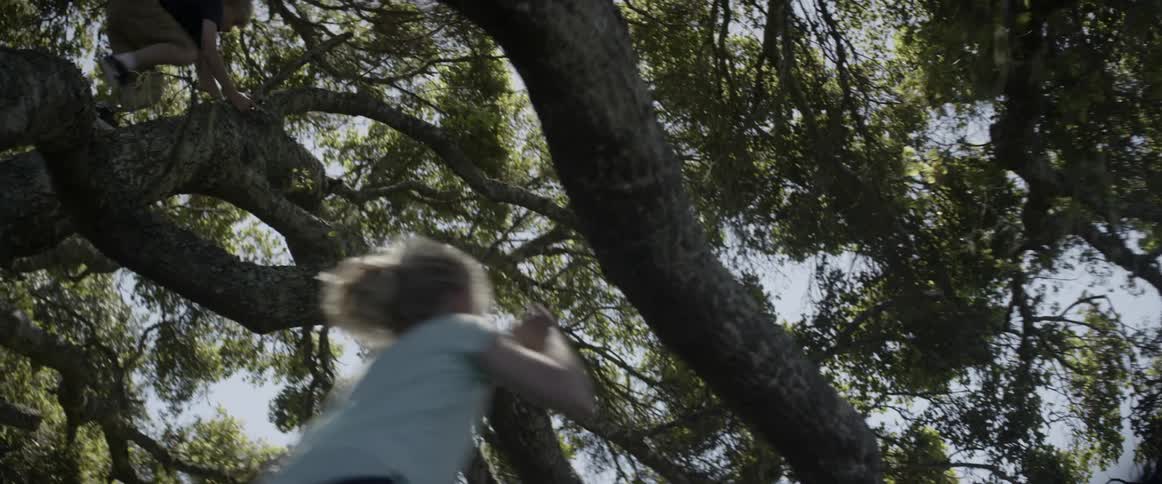 Children climb the tree on the hill