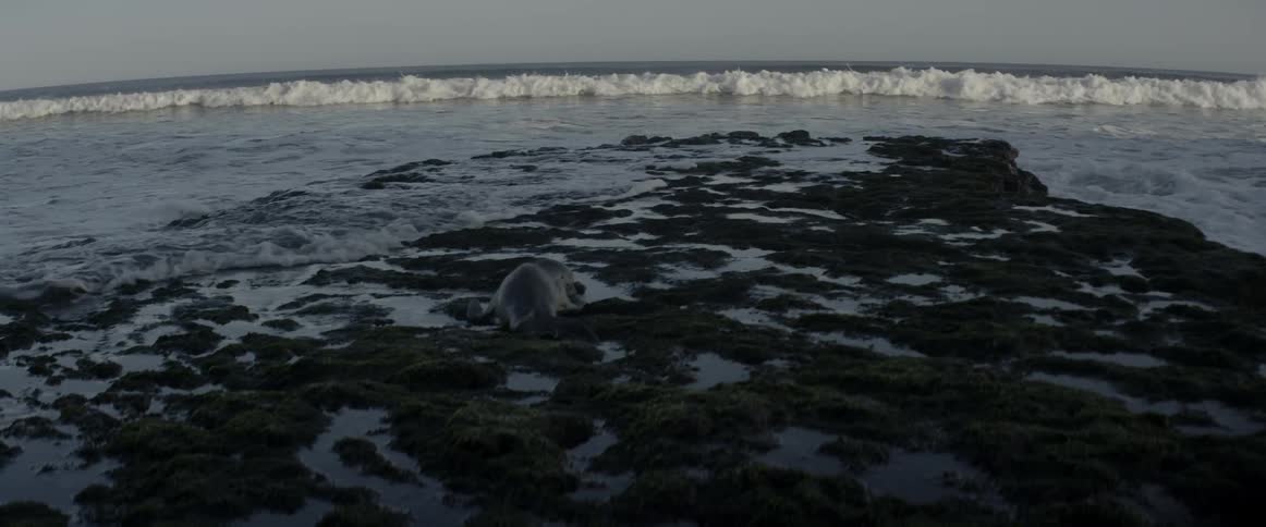 Sea lion crawls towards the ocean