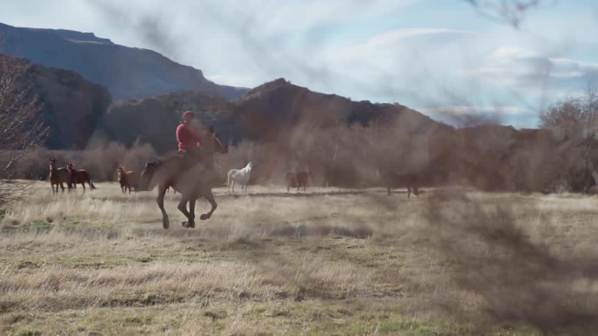 Someone is riding a horse towards a group of horses gathered in the middle of a field