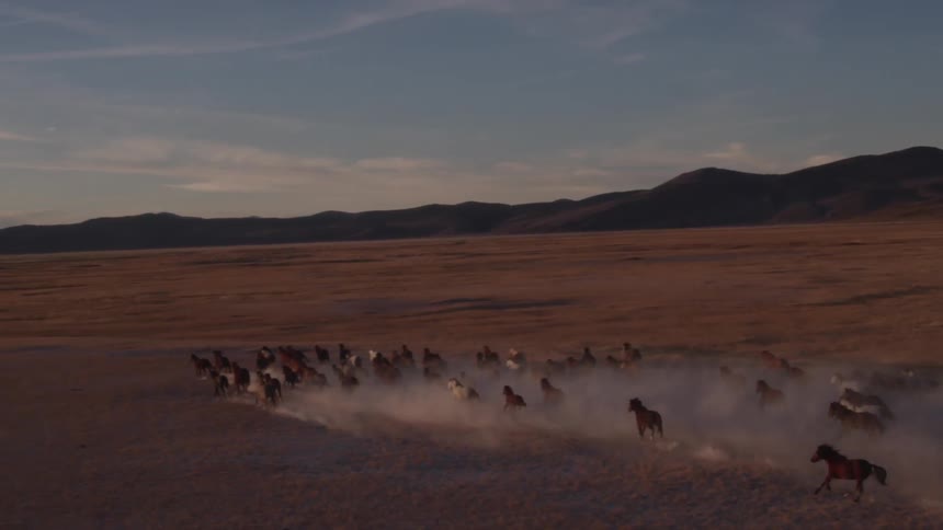 Horses run across a rural field at sunset