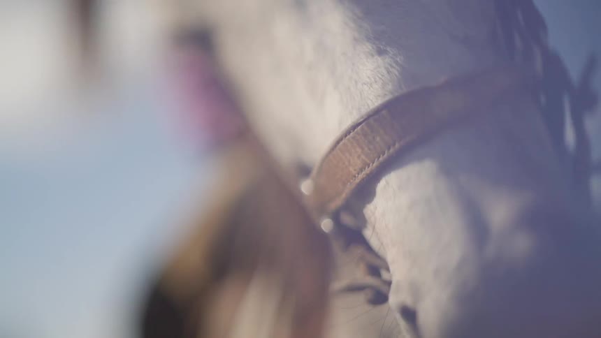 The horse shakes his head on a sunny day