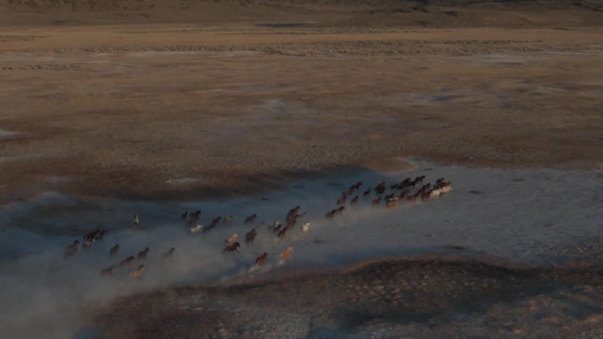A herd of horses are running down the field