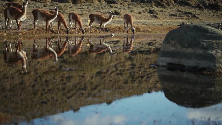 Animals cautiously drink from a watering hole