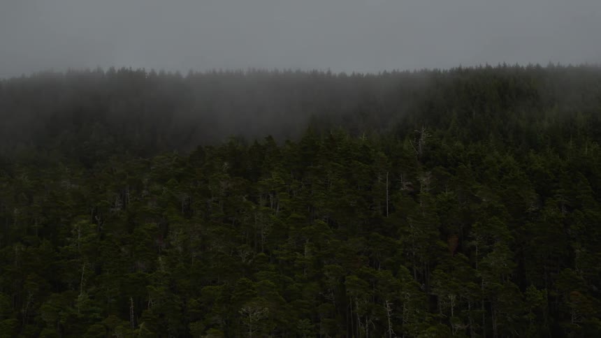Mist floats over forest trees