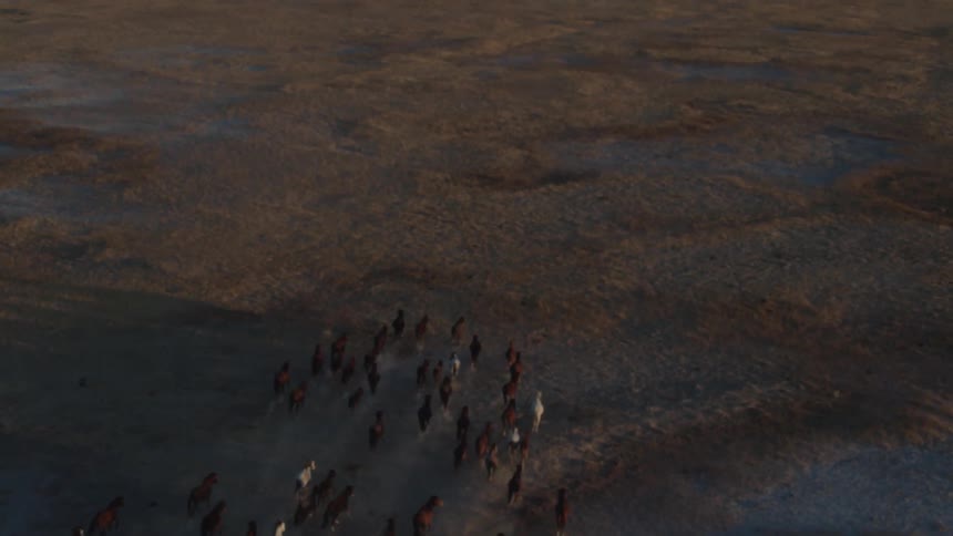 Horses run quickly through a field