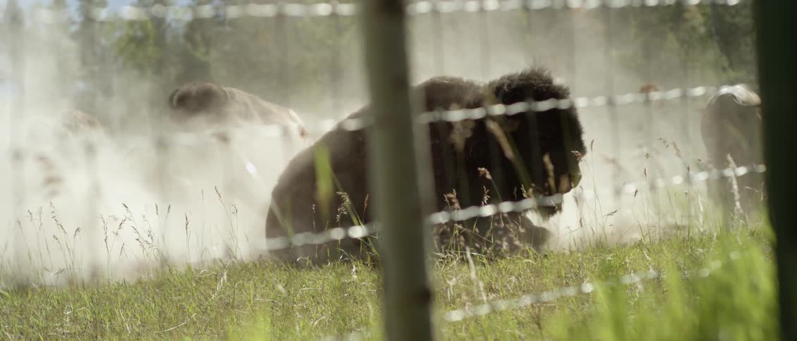 A buffalo rolls on the ground