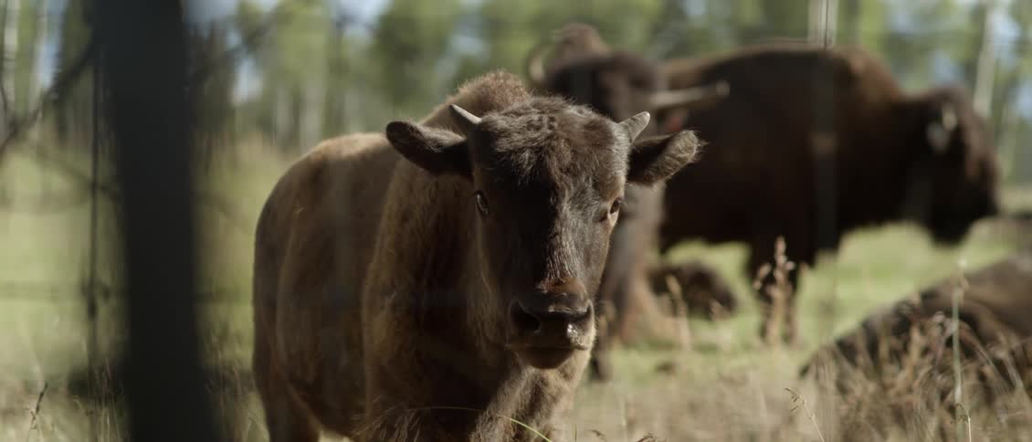 Buffalo stand in a grassy field