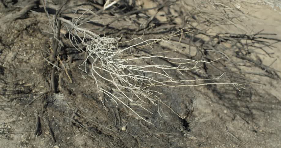 Weeds blow gently in the breeze